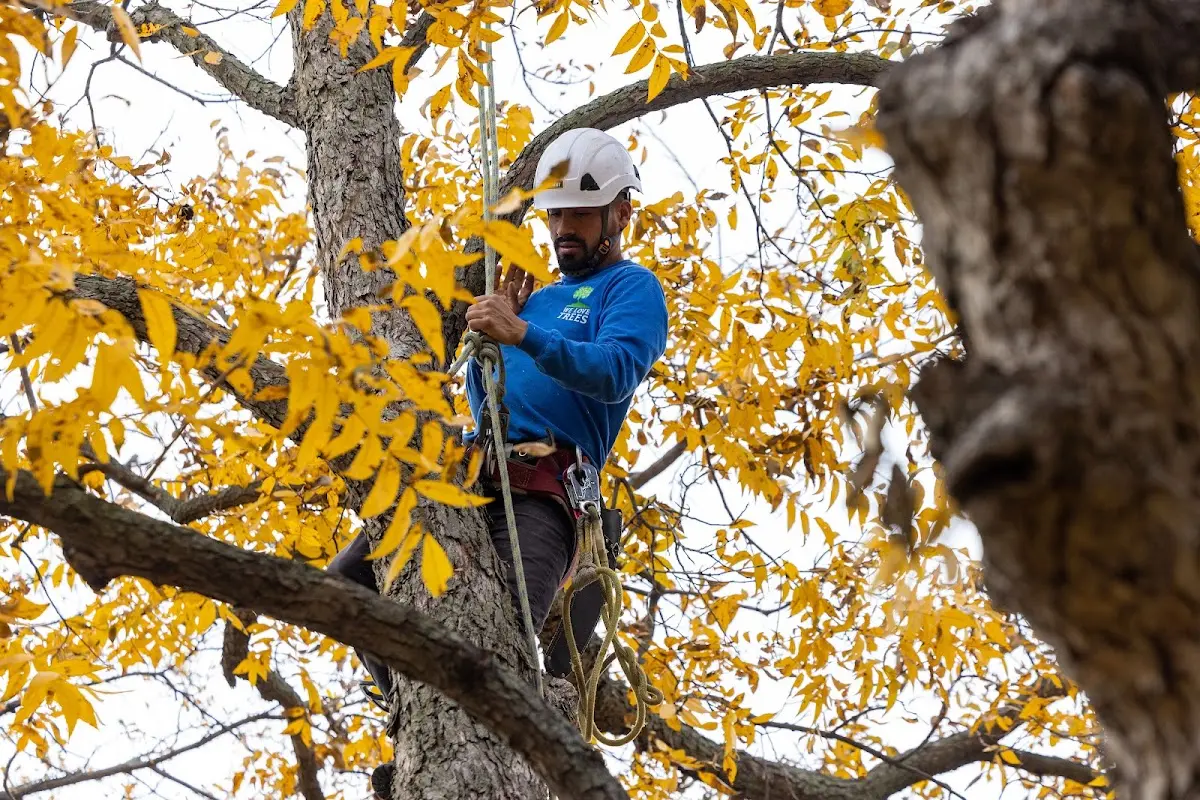 Skilled Tree Planting crew working in Clermont